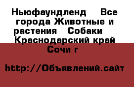 Ньюфаундленд  - Все города Животные и растения » Собаки   . Краснодарский край,Сочи г.